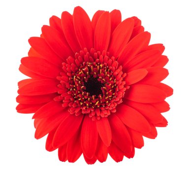 Kırmızı gerbera çiçek kafa