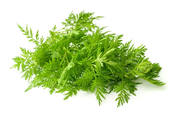 Artemisia Annua Växt Isolerad Vit Bakgrund — Stockfoto