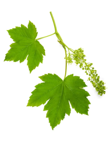 Maple Brranch Leaves Flowers Isolated White — Stock Photo, Image