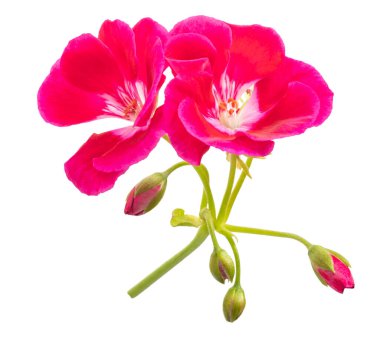 Kırmızı pelargonium çiçekler beyaz arka plan üzerinde izole