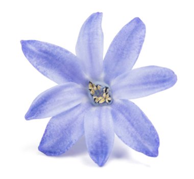 Mavi sümbül çiçeği beyaz arkaplanda izole edilmiş.
