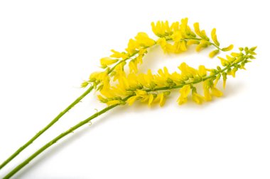Melilotus officinalis (Sarı Tatlı Yonca) beyaz üzerine izole edilmiş