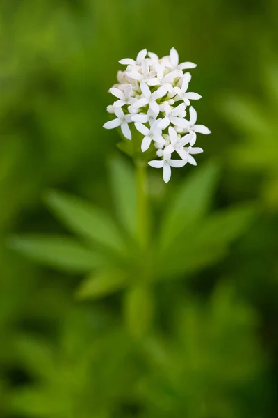 Frische Süße Waldmeister Blüten Auf Grün Verschwommenem Hintergrund — Stockfoto