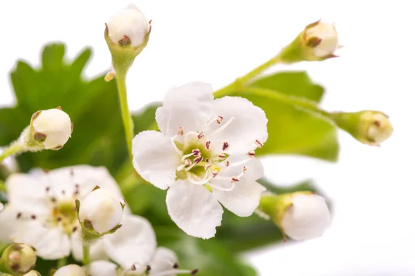 Квіти Хоторна Crataegus Monogyna Ізольовані Білому Тлі — стокове фото