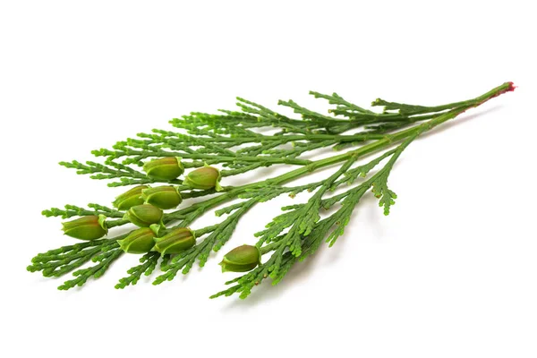 California Incense Cedar Branch Fruits Isolated White — Stock Photo, Image