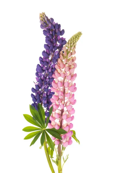 Lupin Kwiaty Liści Izolowanych Białym Tle — Zdjęcie stockowe
