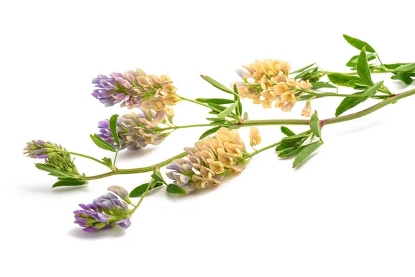 Medicago Sativa Rostlina Izolované Bílém Pozadí — Stock fotografie