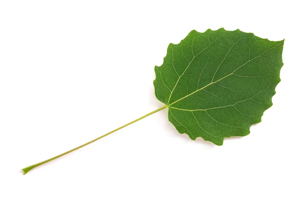 Quaking Aspen Leaf Isolated White Background — Stock Photo, Image