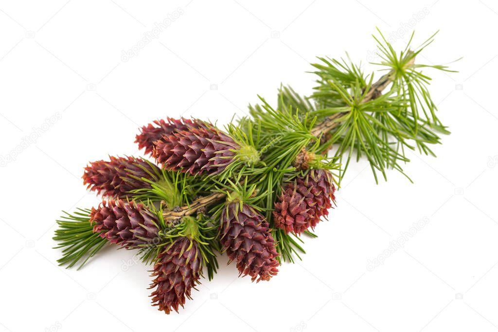 Larch branch with flowers isolated on white