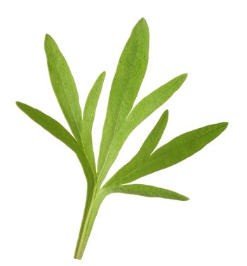 Artemisia absinthium dalı beyaza izole edilmiş.