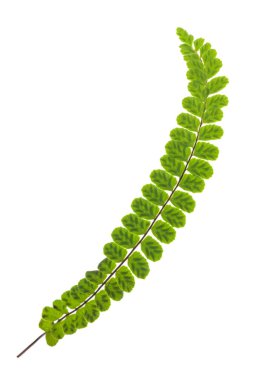 Maidenhair spleenwort branch isolated on white background clipart