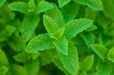 Taze nane bitkileri, doğa arka planı.