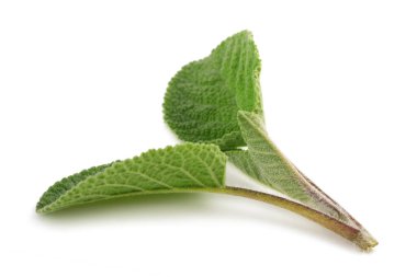 Beyaz arkaplanda taze adaçayı filizi izole edildi