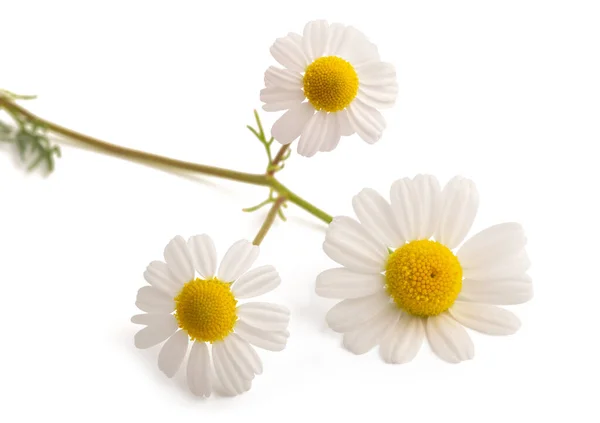 Papatya Çiçeği Başı Beyaz Arkaplanda Izole Edilmiş — Stok fotoğraf