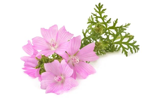 Maggiore Muschio Malva Fiori Isolati Sfondo Bianco — Foto Stock