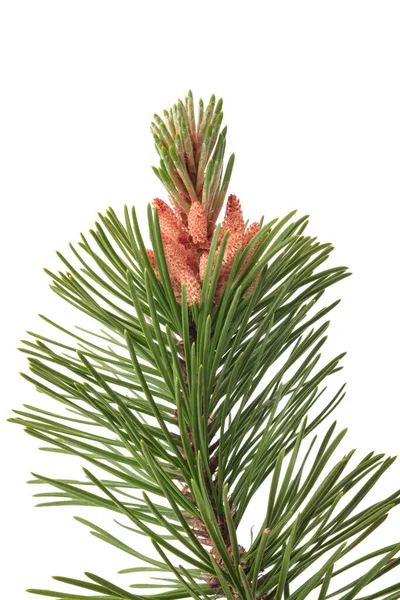 Mugo Pine Branch Isolated White Background — Stock Photo, Image
