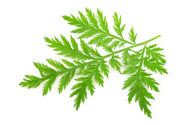 Artemisia annua dalı beyaz arkaplanda izole edildi