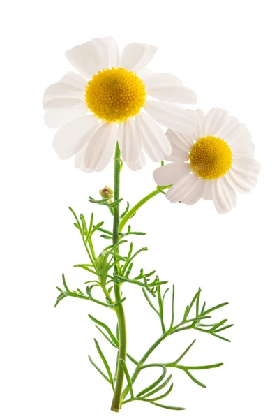 Chamomile Plant Isolated White Background — Stock Photo, Image