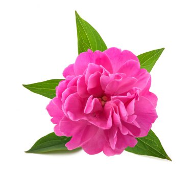 beyaz arkaplanda yalıtılmış şakayık çiçeği