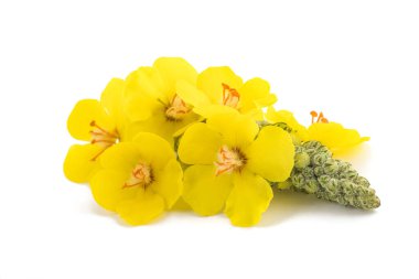 Mullein çiçekleri beyaz arkaplanda izole edilmiş
