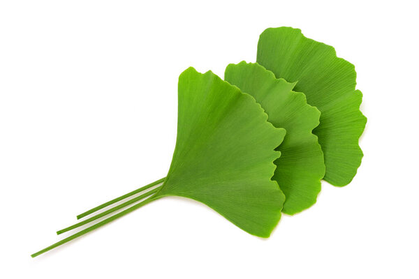 Листья гинкго билоба изолированы на белом фоне
