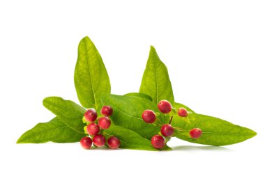 Beyaz böğürtlenli St. John otçul otu dalı