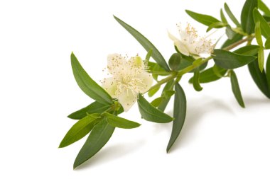  Beyaz çiçekli Myrtle dalı