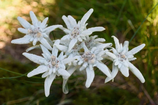 Άνθη Edelweiss Leontopodium Alpinum Σύμβολο Των Άλπεων — Φωτογραφία Αρχείου