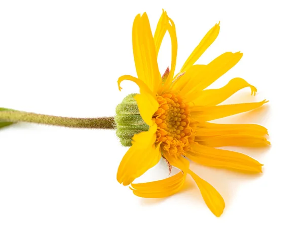 Arnika Blume Isoliert Auf Weißem Hintergrund — Stockfoto