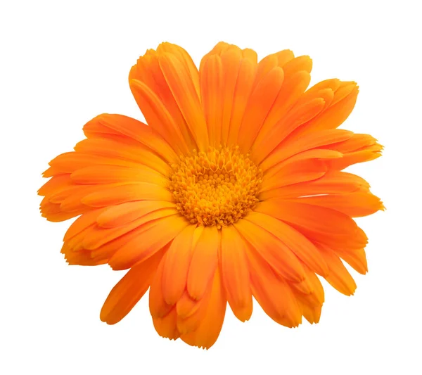 Marigold Flower Isolated White — Stock Photo, Image