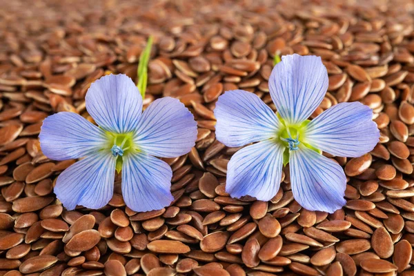 Keten Tohumu Üzerinde Mavi Flax Çiçekleri — Stok fotoğraf
