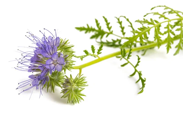 Koronkowy Phacelia Niebieskie Tansy Lub Fioletowy Tansy Izolowane Białym Tle — Zdjęcie stockowe