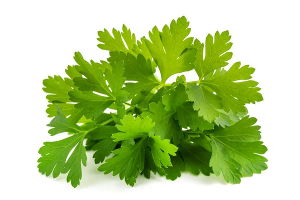 Parsley Bunch Isolated White Background — Stock Photo, Image