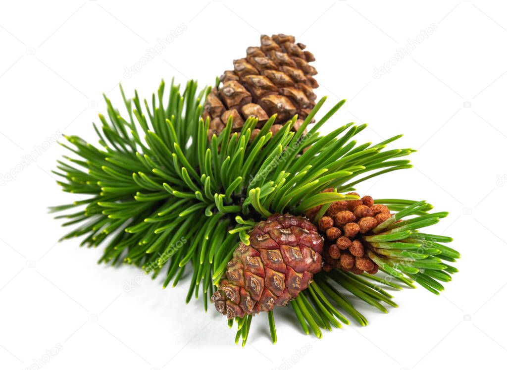 Mugo pine branch with cones  isolated on white background