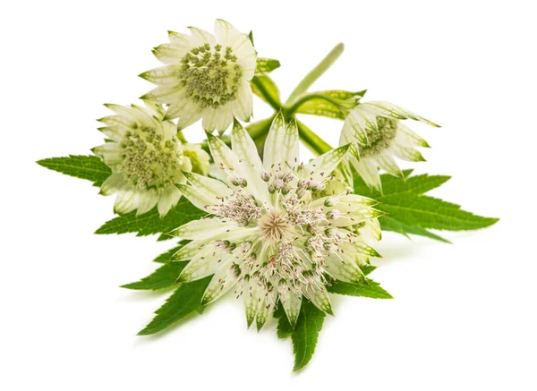 Великі Квіти Майстрині Ізольовані Білому Тлі — стокове фото