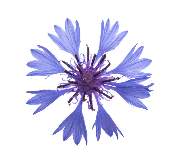 Mavi Çiçek Cyanus Segetum Beyaz Arkaplanda Izole Edilmiş — Stok fotoğraf