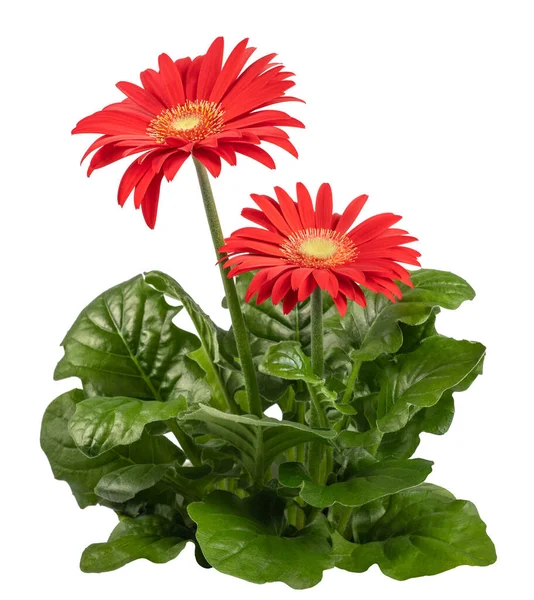 Rode Gerbera Plant Geïsoleerd Witte Achtergrond — Stockfoto