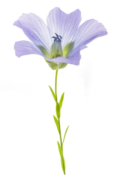 Блакитна Квітка Льону Ізольована Білому — стокове фото