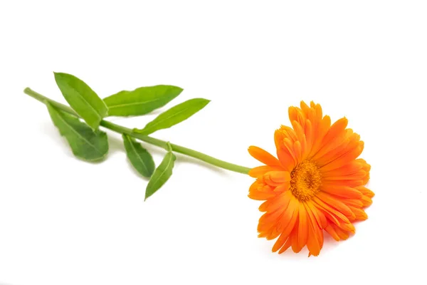 Marigold Rostlina Izolované Bílém Pozadí — Stock fotografie