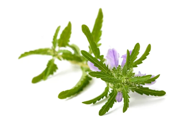 Moldavische Drakenkop Plant Geïsoleerd Witte Achtergrond — Stockfoto