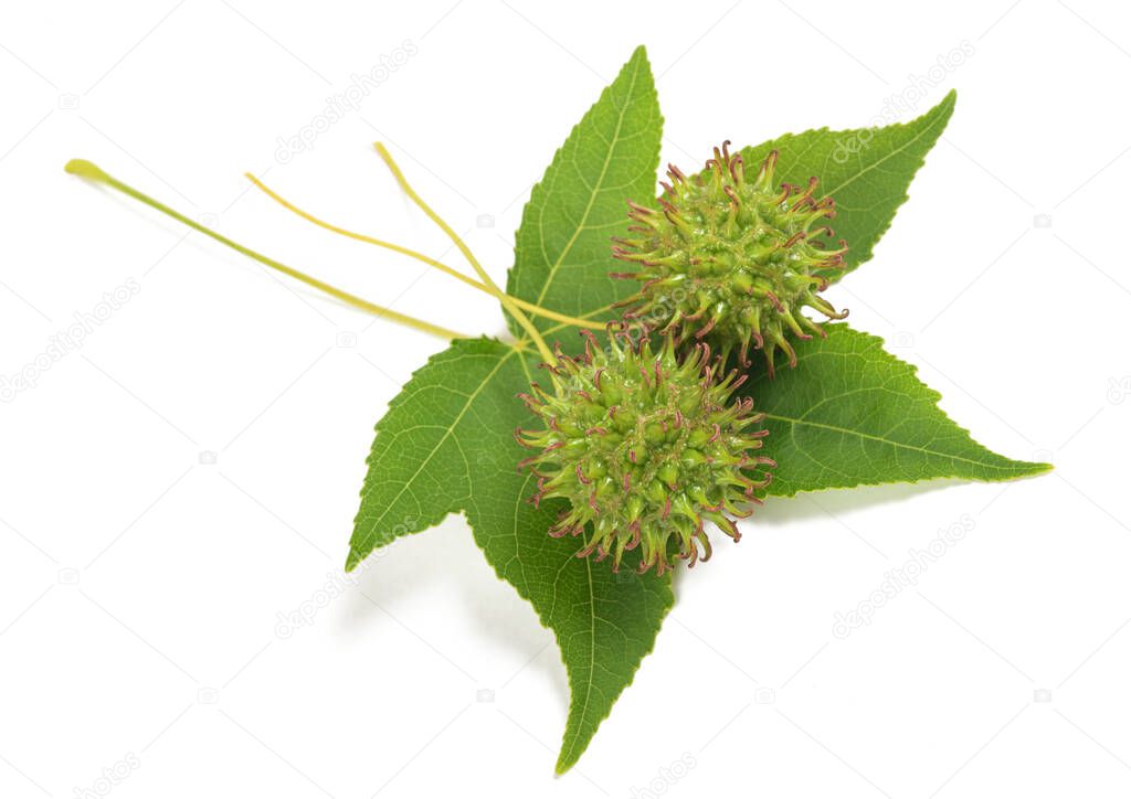 American sweetgum leaf with fruits isolated on white