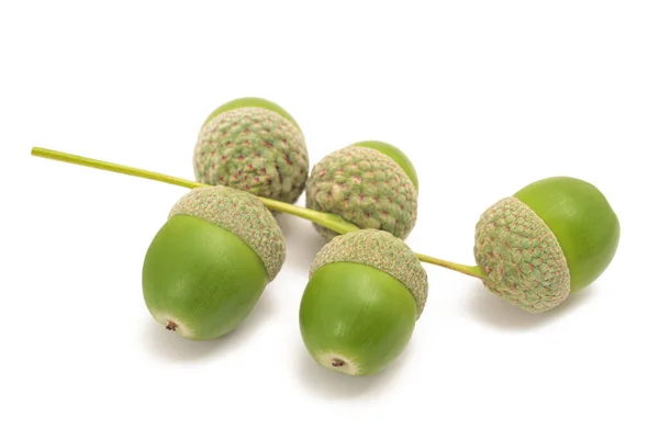 Common oak ( Quercus robur) acorns isolated on white background — Stock Image Common Oak Quercus Robur Acorns Isolated White Background Stock Picture
