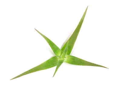 aloe vera bitkisi beyaz arkaplanda izole