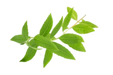 limon verbena beyaz arkaplanda izole
