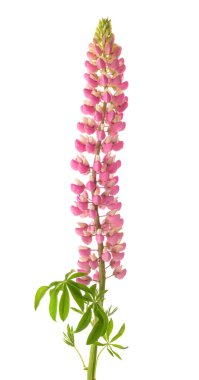 Beyaz arkaplanda izole edilmiş pembe lupin çiçeği