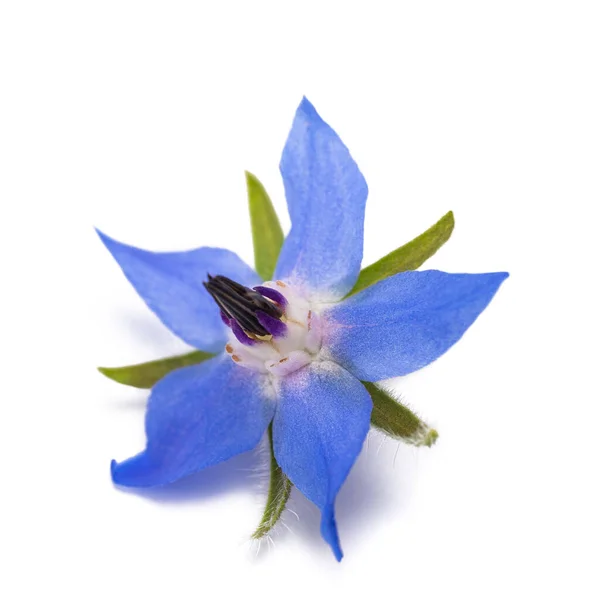 Borage Flower Borago Officinalis Isolated White Background — Stock Photo, Image