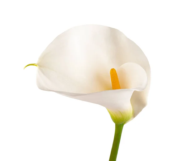 White Calla Lily Isolated White Background — Stock Photo, Image