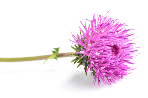 Fiore Cardo Isolato Sfondo Bianco — Foto Stock