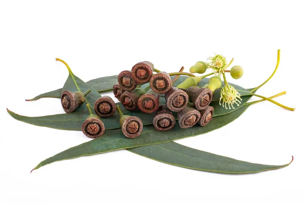 Hojas Eucalipto Con Flores Semillas Aisladas Blanco — Foto de Stock