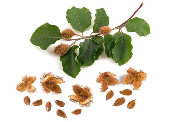 Beech Branch Beechnuts Isolated White Background — Stock Photo, Image